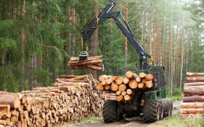 Европейский рынок древесины 2026: почему обрезная доска становится дефицитом